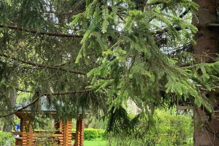 Блюда шведской линии питания