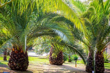 Внешний вид