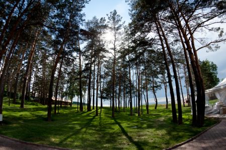 Внешний вид Crona