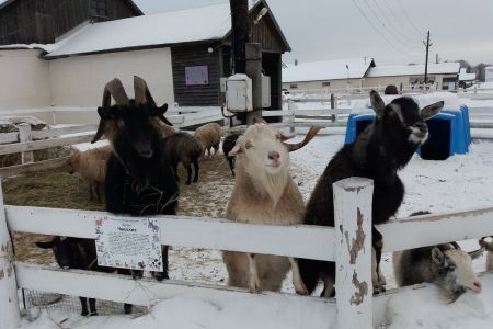 Внешний вид