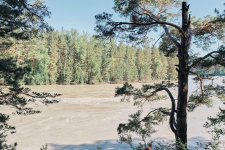 Кедровый берег