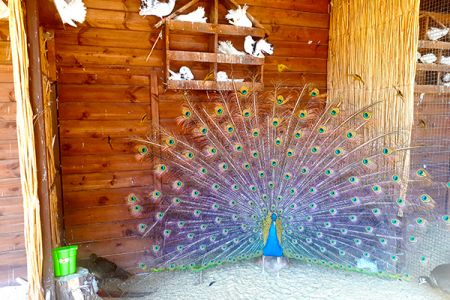 Теннисный корд