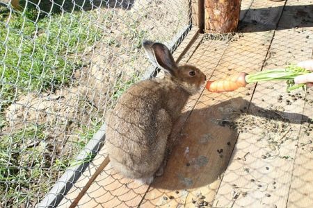 Мини-зоопарк