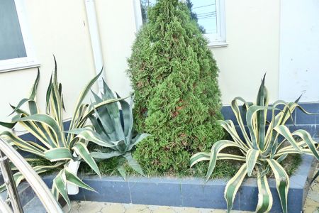 Внешний вид