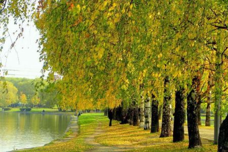 Внешний вид