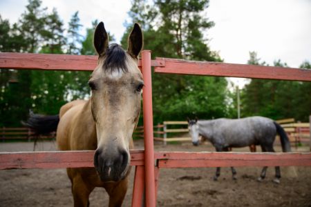 Основной вид
