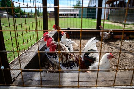 Основной вид