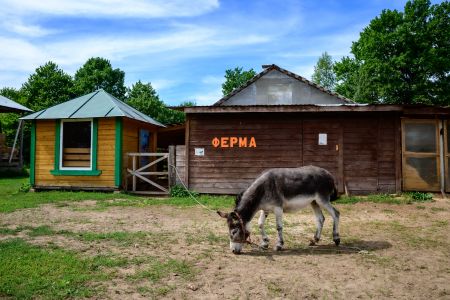 Основной вид