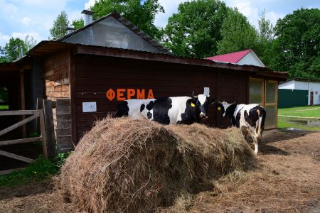 Основной вид