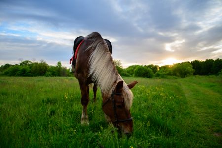 Основной вид