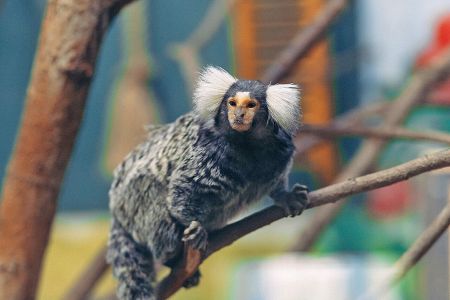 Банный комплекс. Барская баня