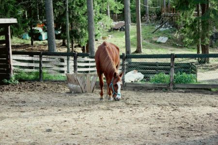 Контактный зоопарк