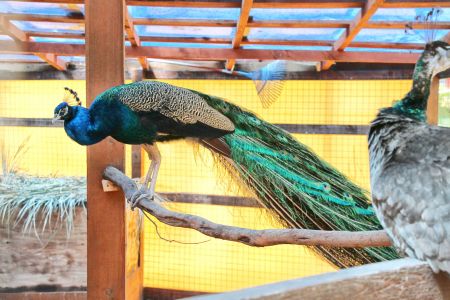 Игровые автоматы