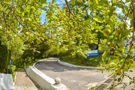 Внешний вид