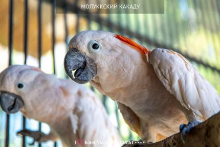63. Зоопарк отеля. Попугаи-min