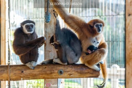 34. Пляж. Водные аттракционы-min