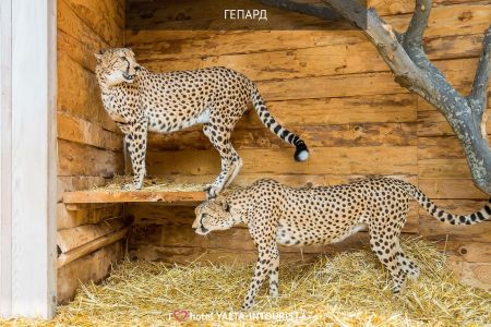 62. Зоопарк отеля. Гепарды-min