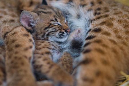 63. Зоопарк отеля. Попугаи-min