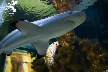 63. Зоопарк отеля. Попугаи-min