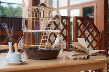 Внешний вид