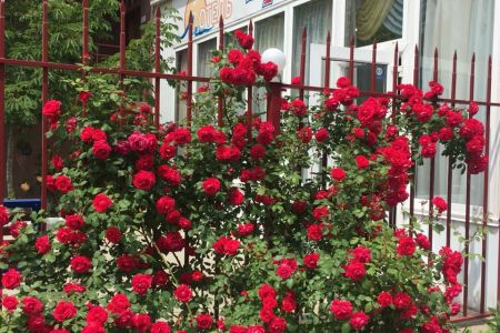 Внешний вид