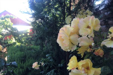 Внешний вид. Корпус