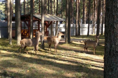 Внешний вид