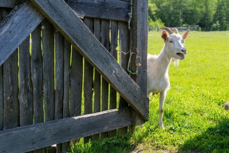 Территория