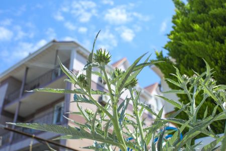 Внешний вид, территория