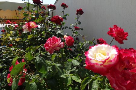 Внешний вид. Корпус