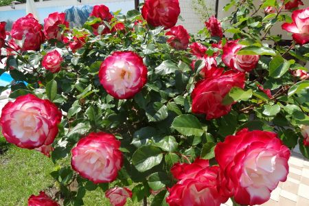 Внешний вид. Корпус