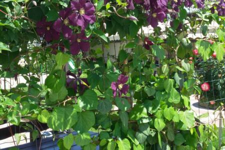 Внешний вид. Корпус