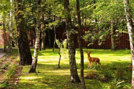 Внешний вид