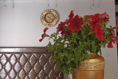 Внешний вид