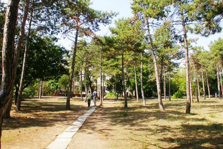 Внешний вид