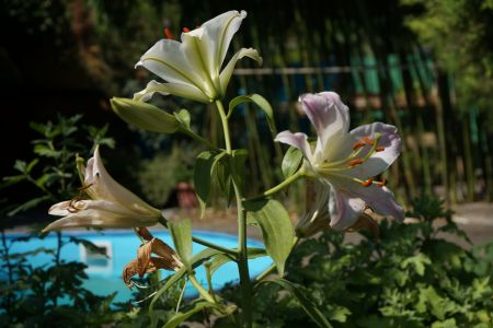 Территория