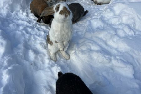 Вилла 4-местная Deluxe Премиум (Flora, Maki, More vnutri)