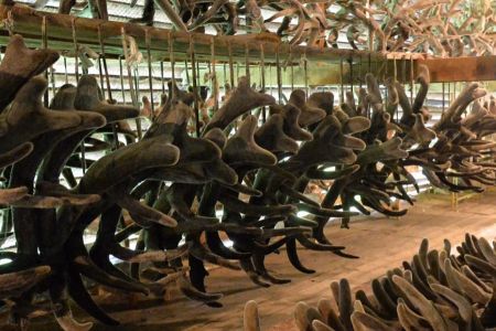 Панты. Новый Оздоровительный корпус