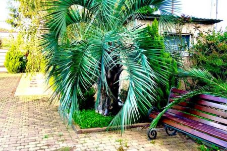 Внешний вид