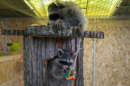 Территория