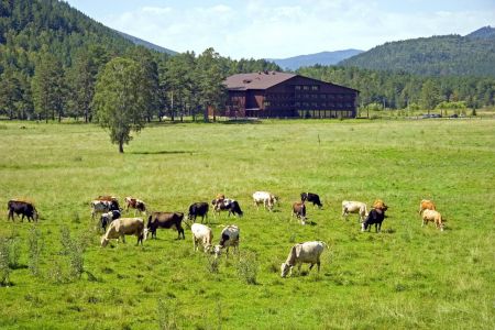 Внешний вид