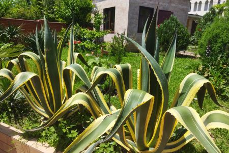 Внешний вид