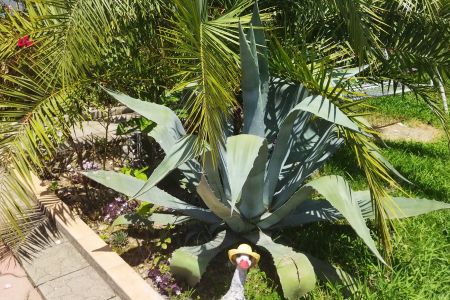 Внешний вид