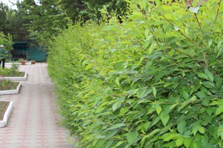 Внешний вид