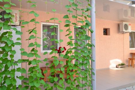 Внешний вид1