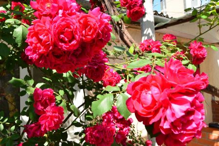 Внешний вид1