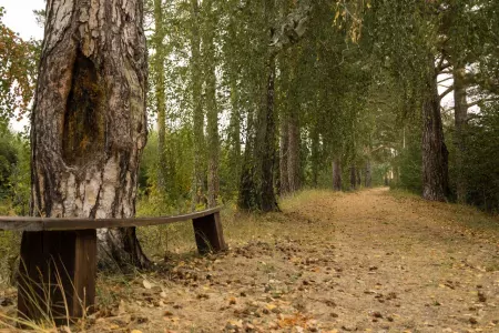 Аракуль. Внешний вид