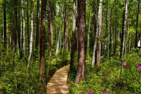 База отдыха Горячинск из дерева