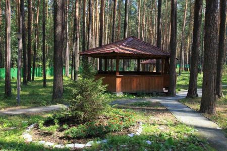 Зеленый бор