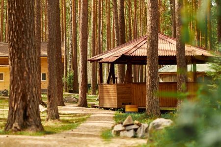 Зеленый бор